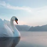 Seehotel Schwan Gmunden